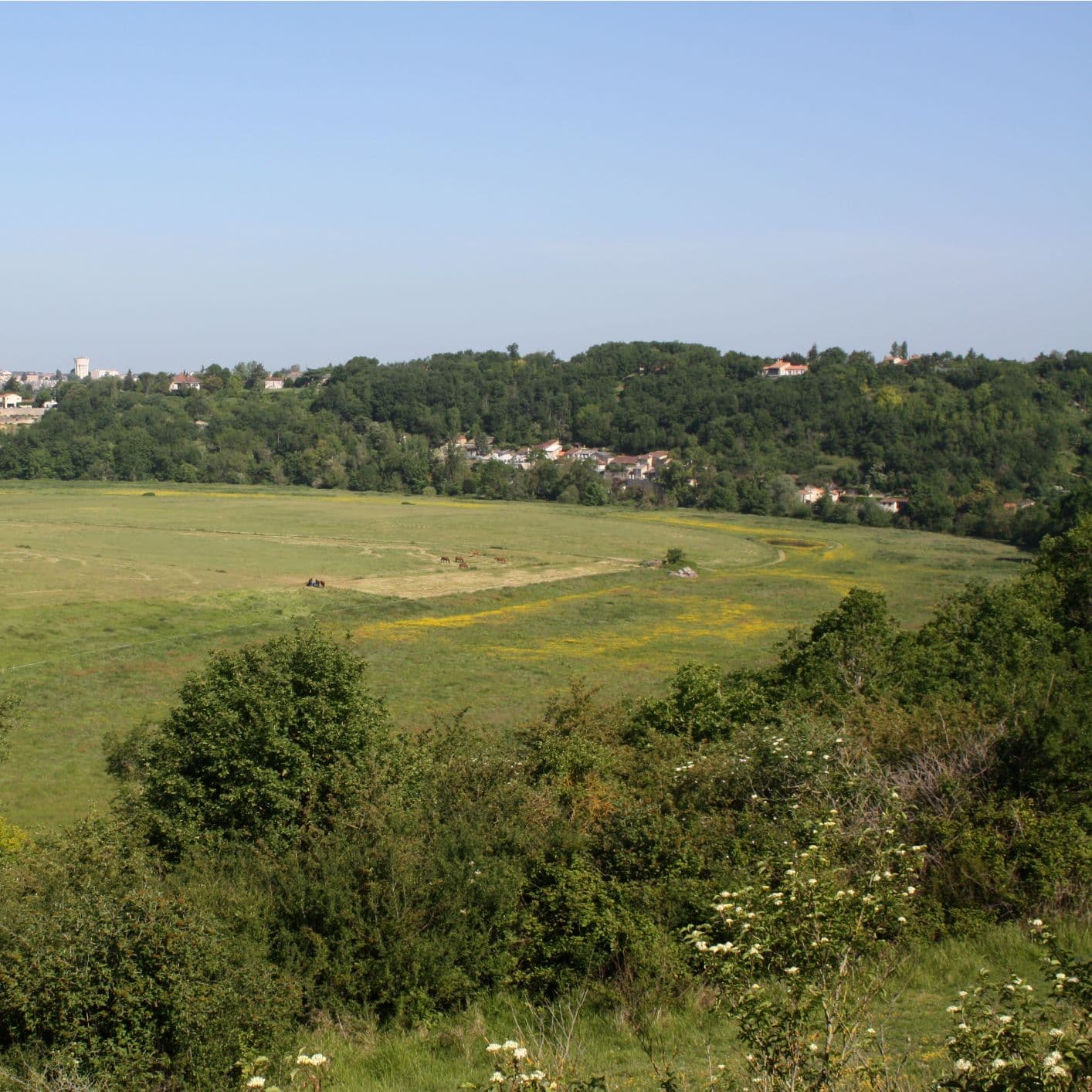 Coteau et prairie du Chatelier Misse Thouars Thouarsais