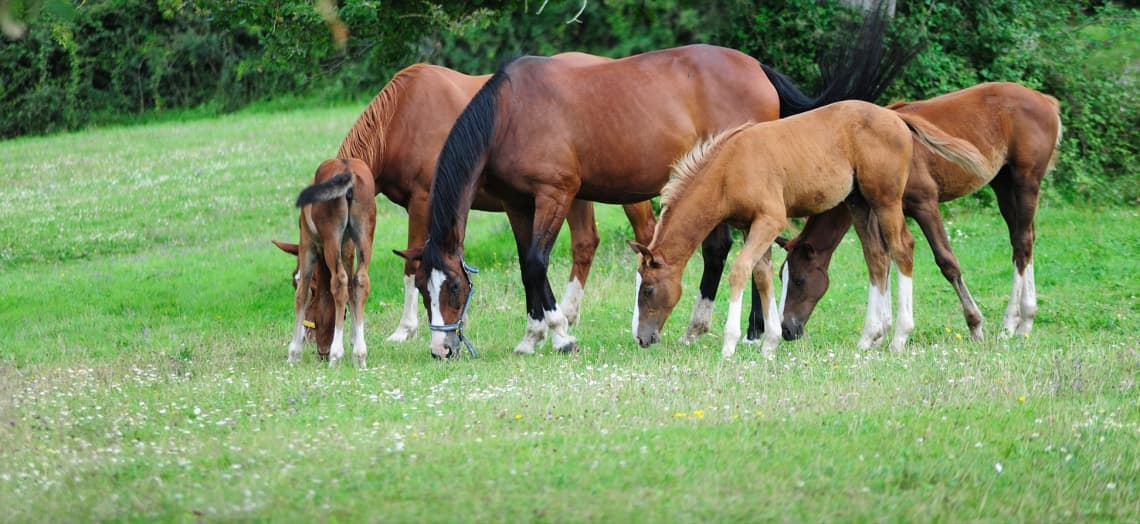 chevaux