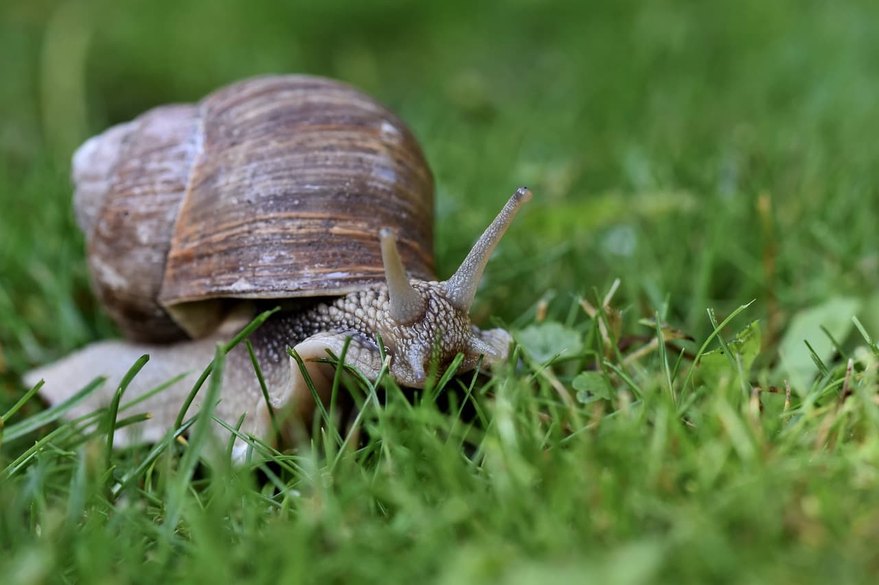 Escargot