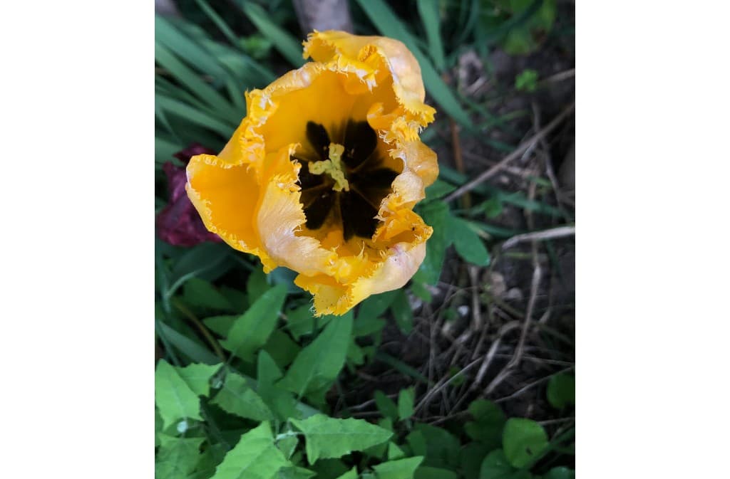 sobrieteheureuse_tulipe