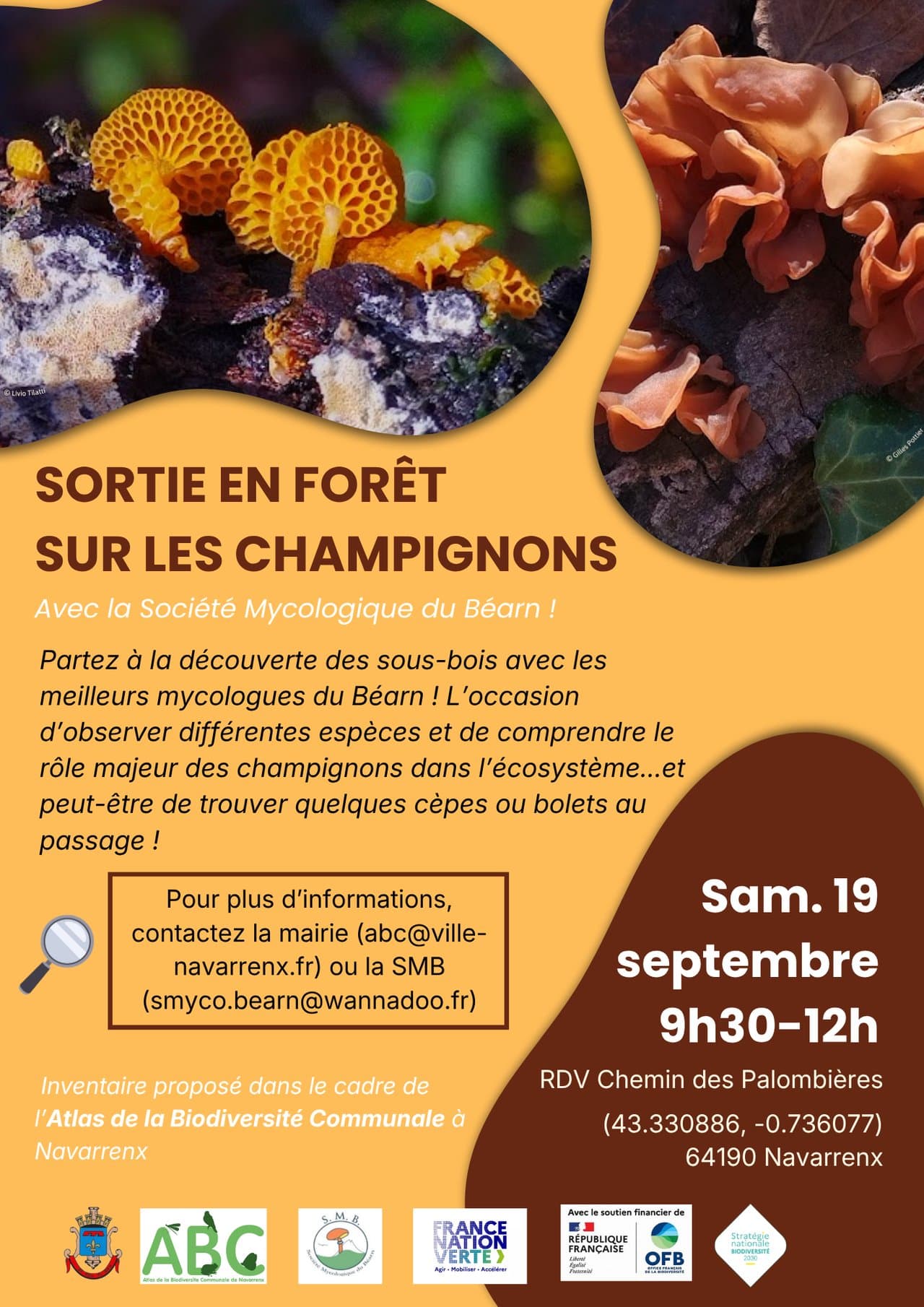 sortie champignon