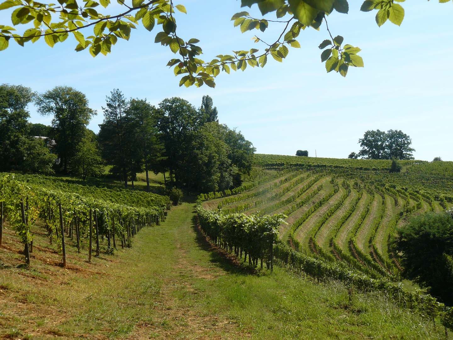 Domaine de Souch - Laroin - vignoble