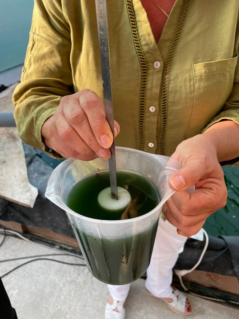 spiruline-arlequin-st-sauveur