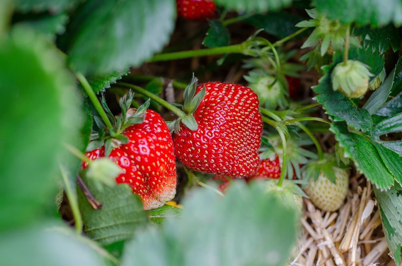 Fraise