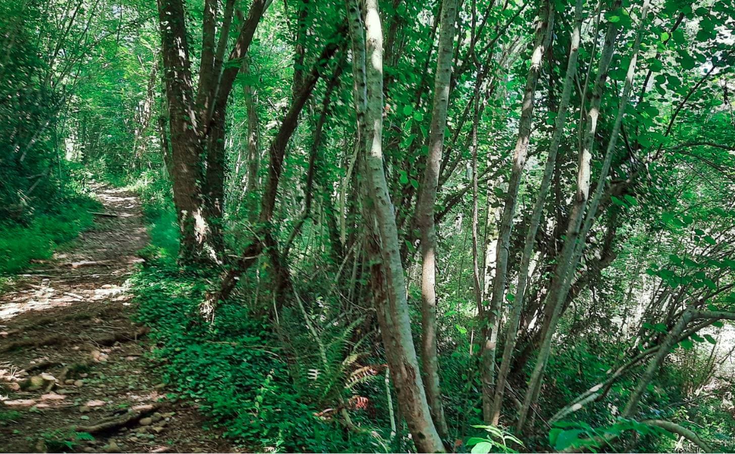 Terra Aventura - Bosdarros - chemin