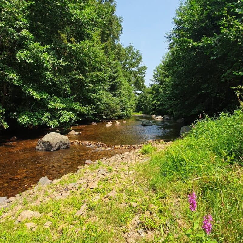 Friendly Camping and Lodges