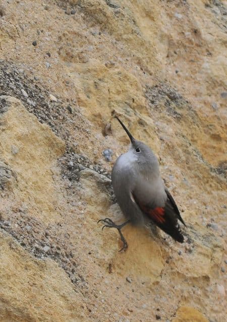 Le "coureur de murailles" est à rechercher sur les falaises verticales orientées au soleil.