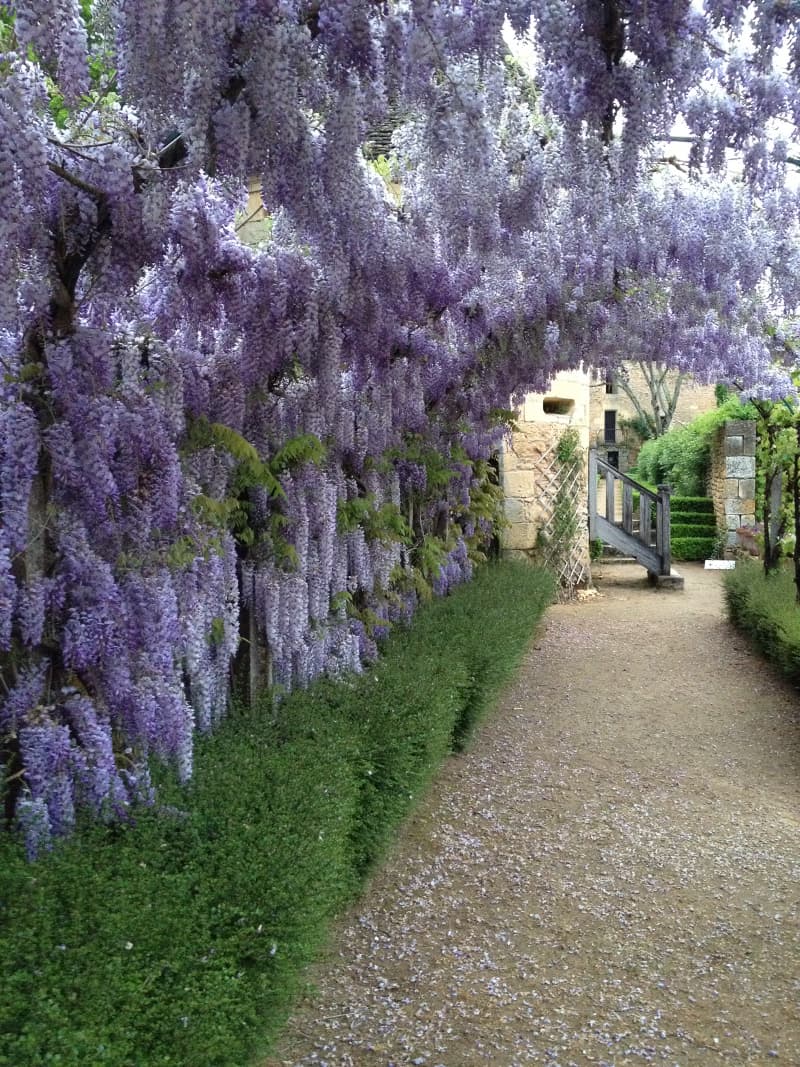 tonnelle glycine 8