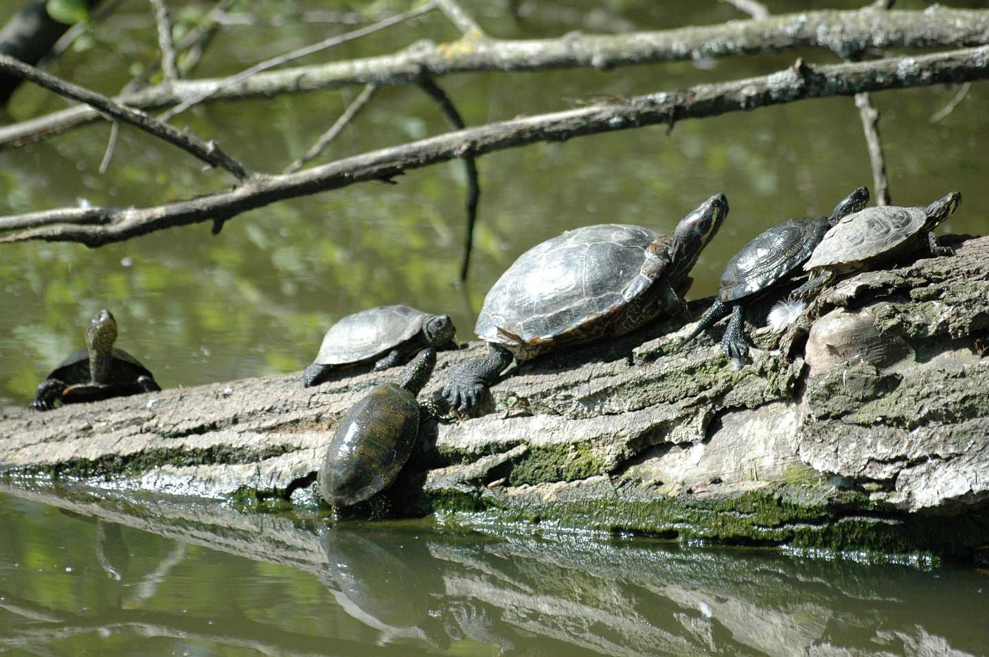 lac des carolins - Lescar - tortue Cistude