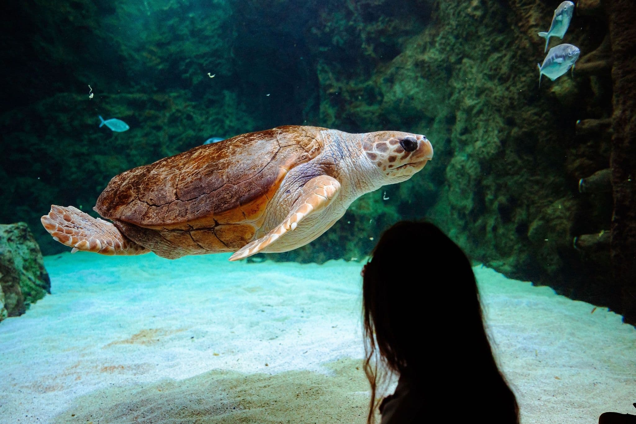 tortue-caouanne-crédit-delphine-pernaud