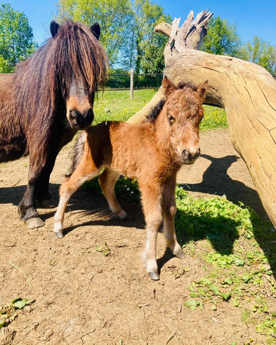 touron bébés 7