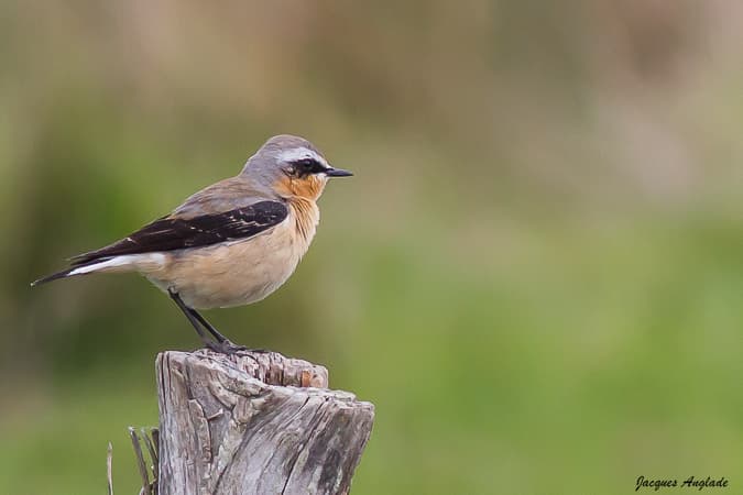 Commun en migration dans la région, il faut venir en montagne pour voir nicher le traquet motteux.