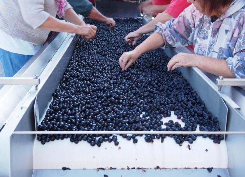 Domaine Les Bertins Manfé Saint Astier