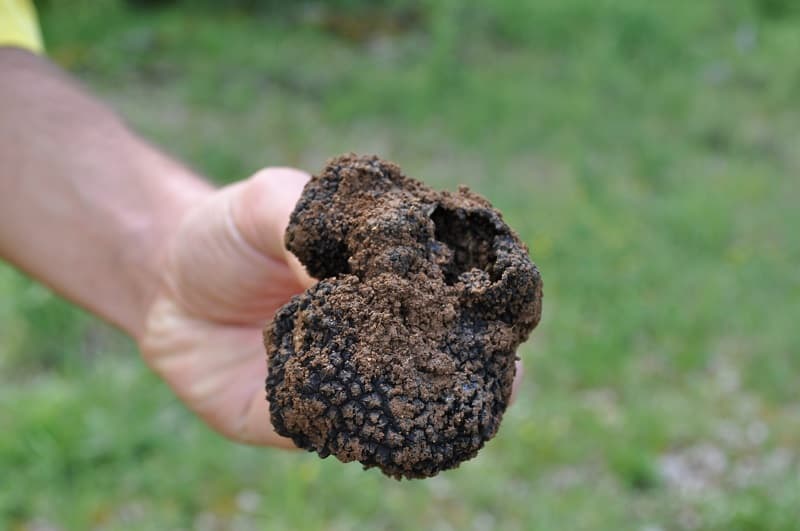 truffeS