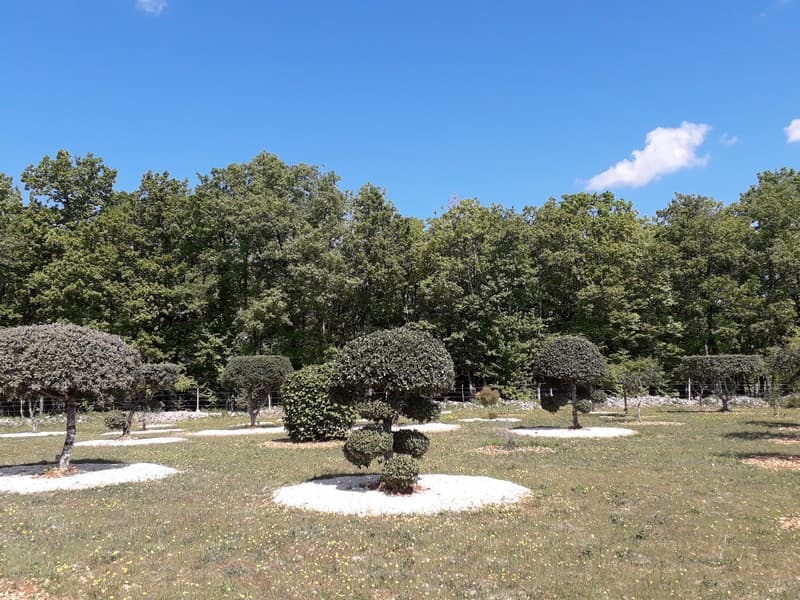 truffière-garrigue (4)