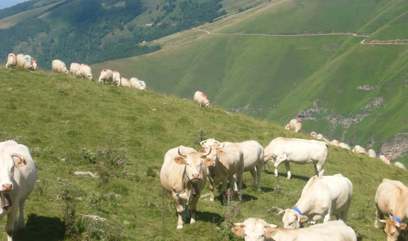 vaches-11