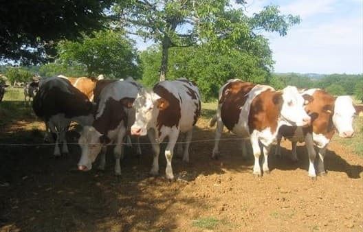 vaches