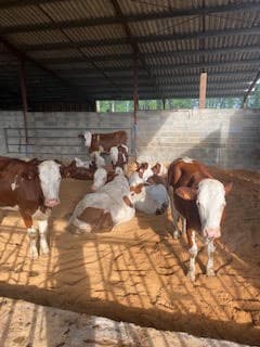 vaches bosloubet