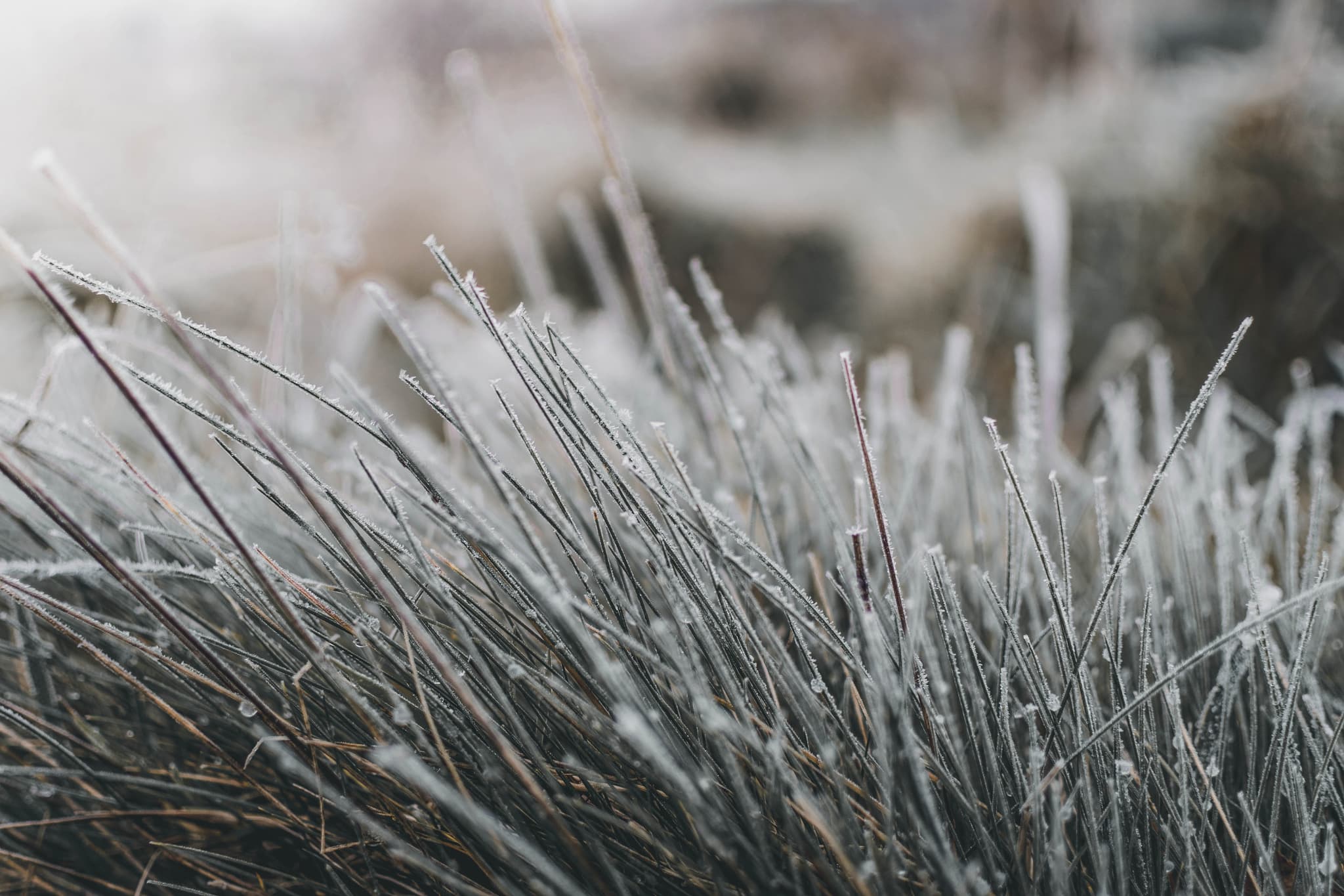nature en hiver_1