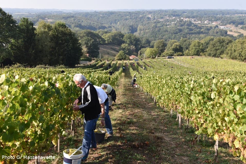 vendanges_bl