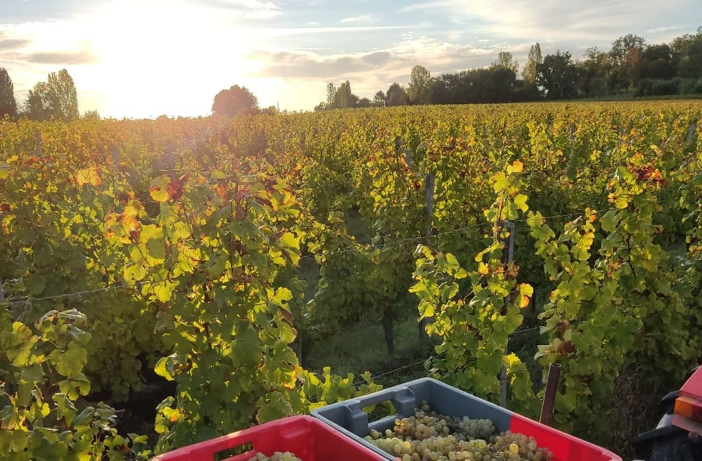 vendanges_soleil_Domaine de Combet