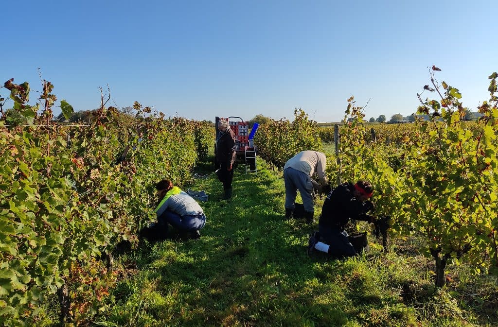 vendangeurs_Domaine de Combet
