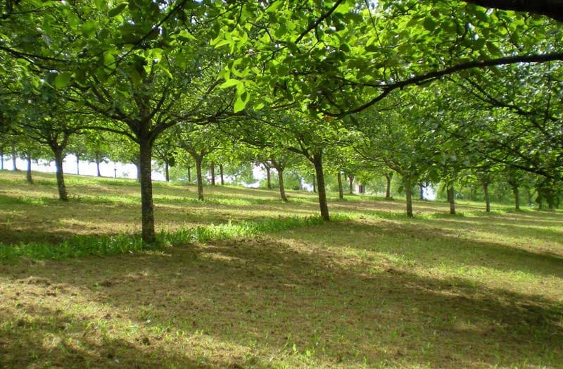 Les Vergers de la Guillou à Nailhac