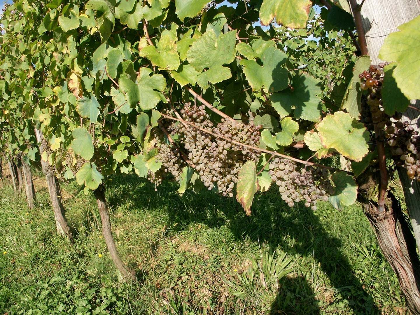 Domaine Vignau La Juscle - Aubertin - le raisin