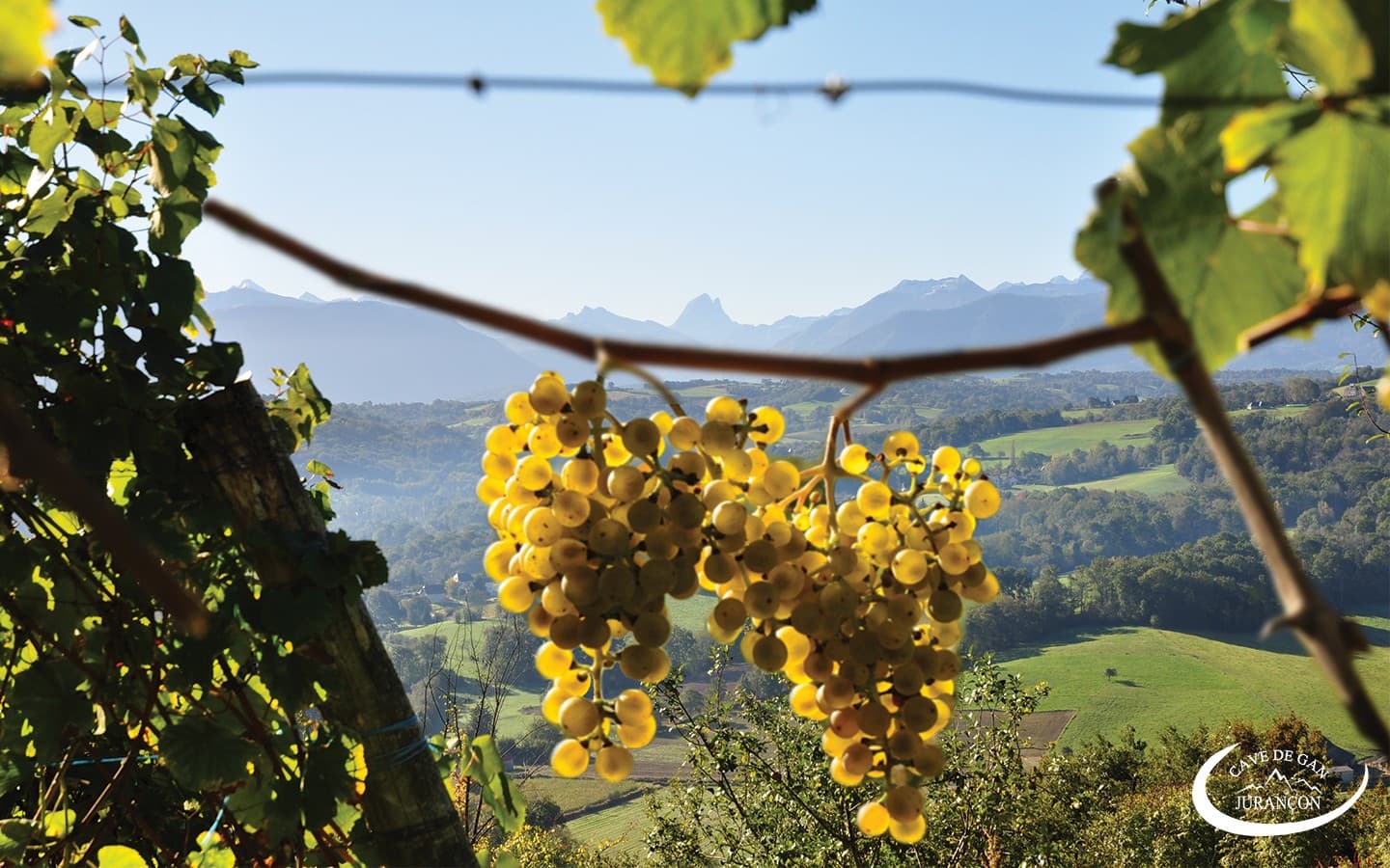 Cave des producteurs de Jurançon - Gan - Vignes