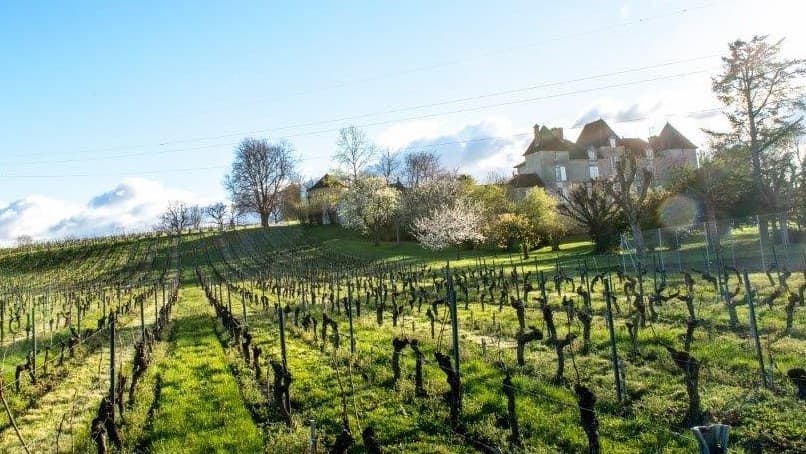 vignes Château Chelivette