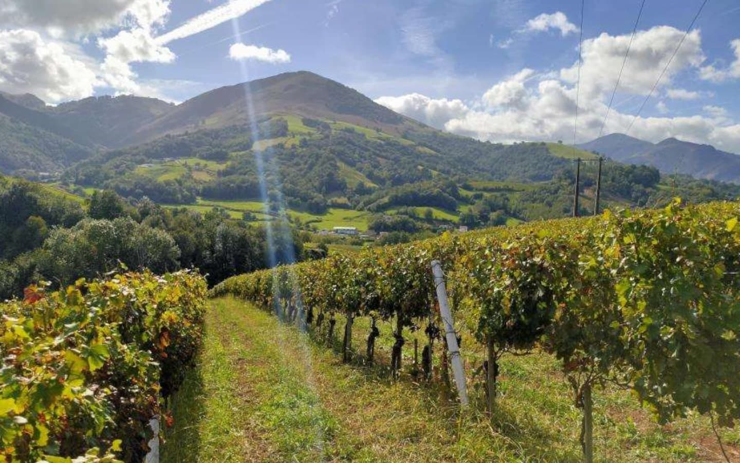 Vignes Agerria