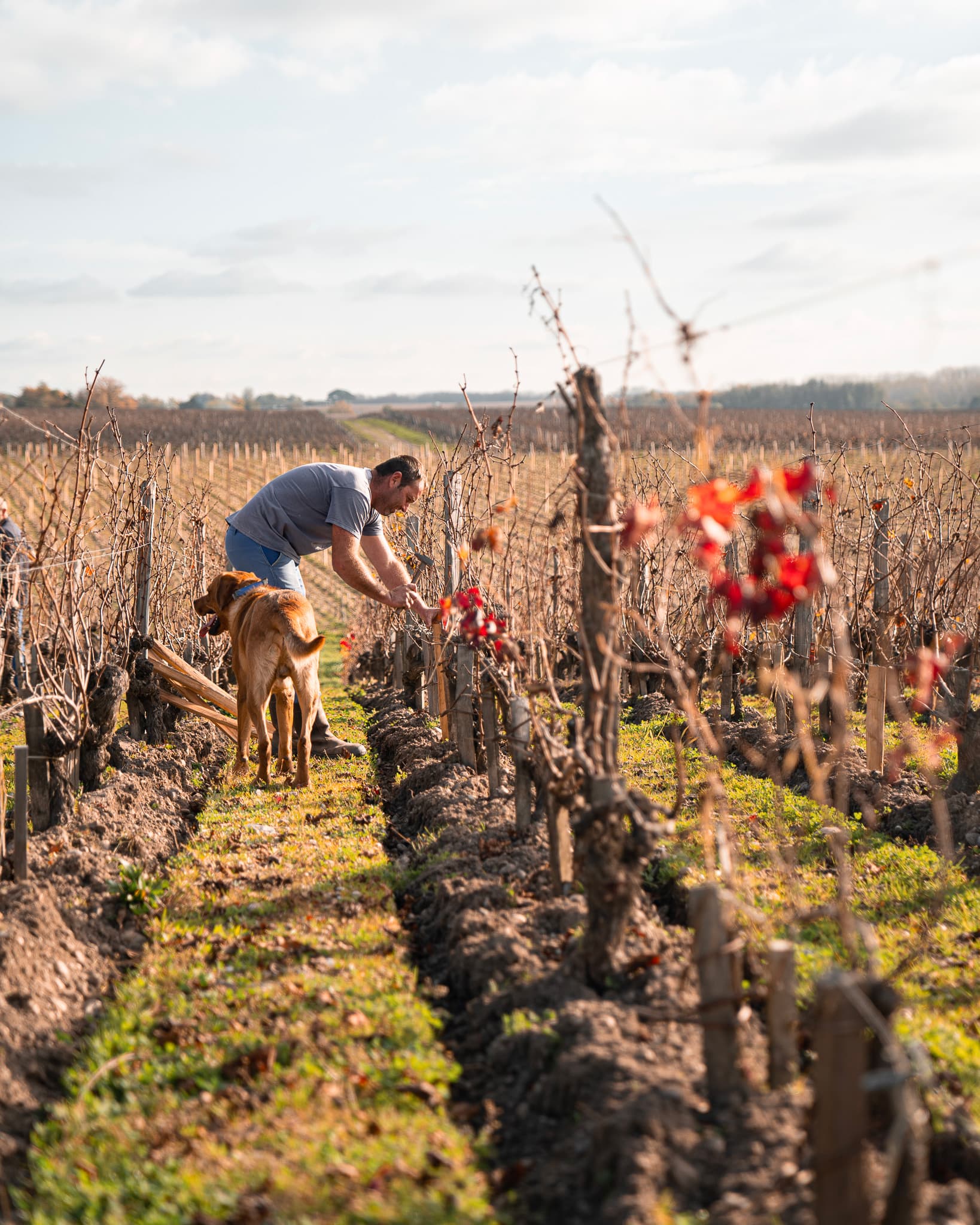 vignes_chien
