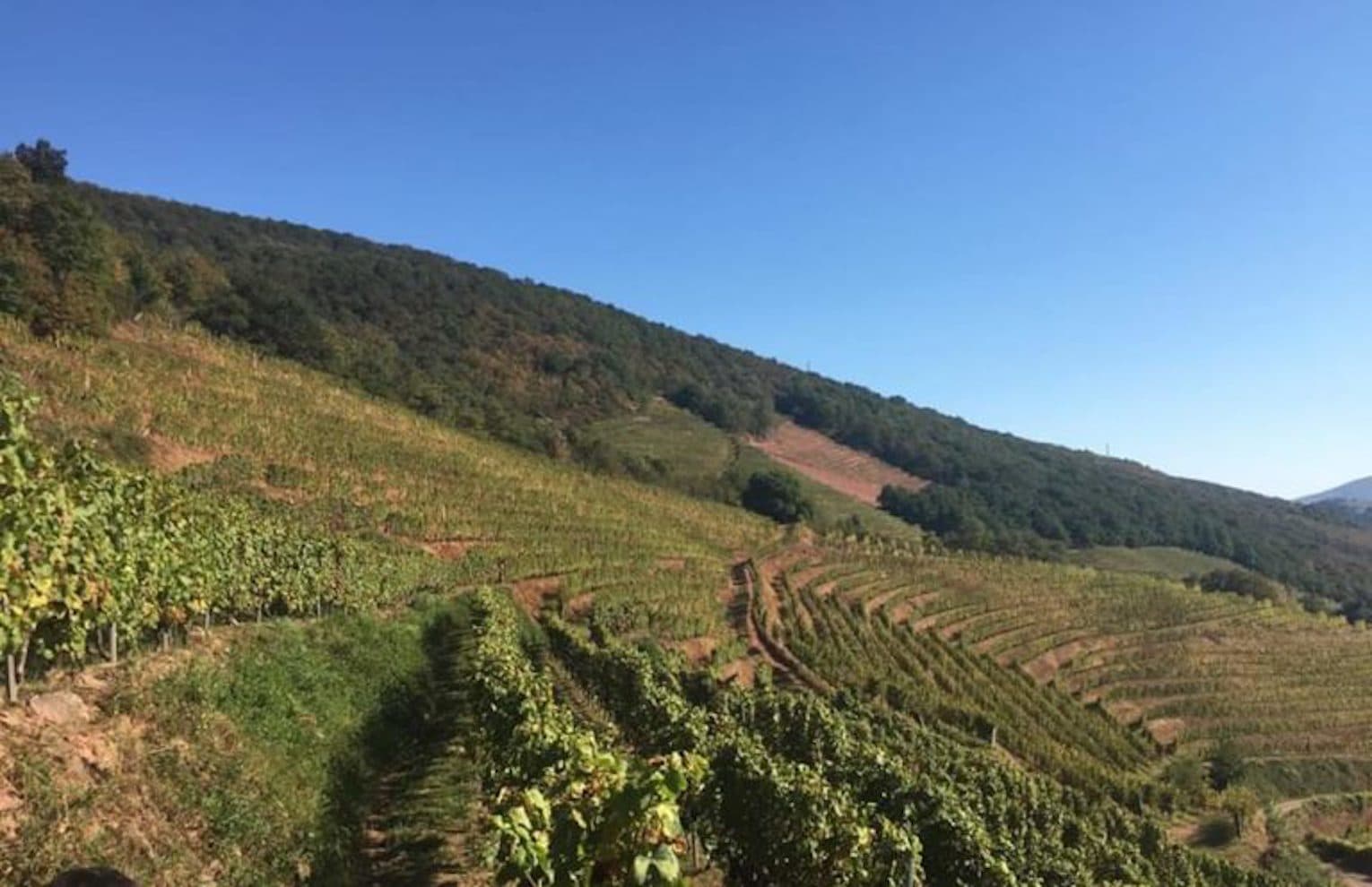 vignes domaine apatia uhart cize