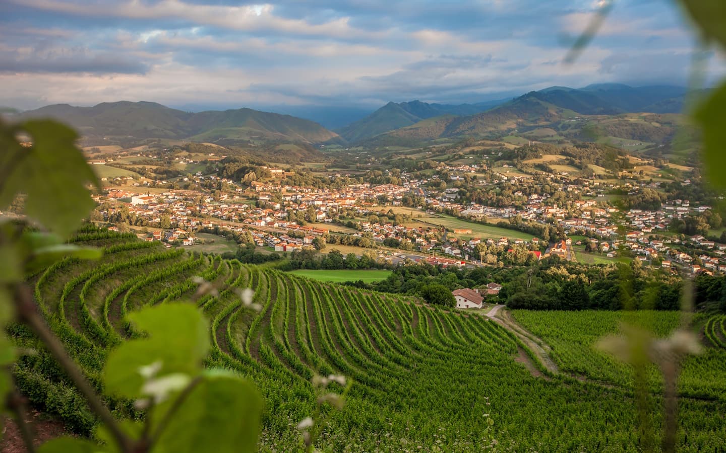 Vignes Garazi