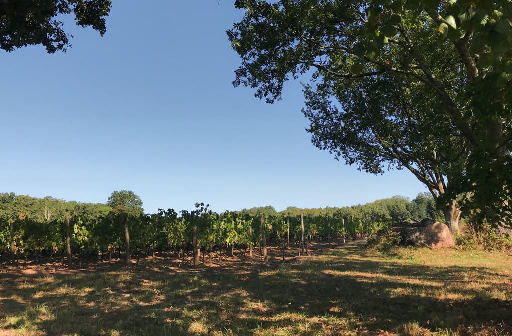 vignobles-alard - photo-3