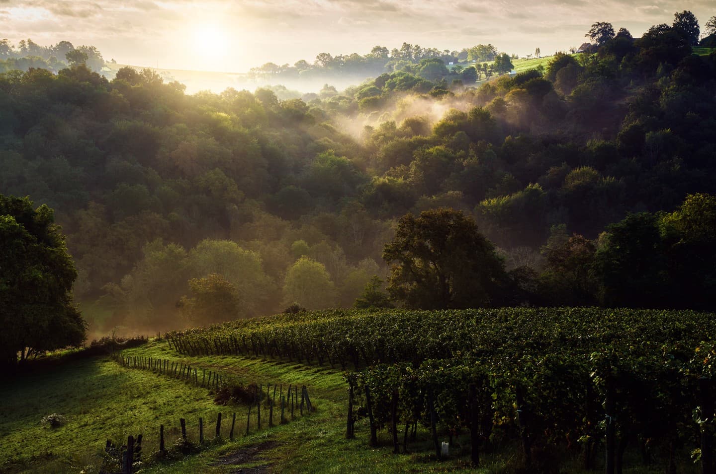 Camin larredya - Chapelle de Rousse - le vignoble