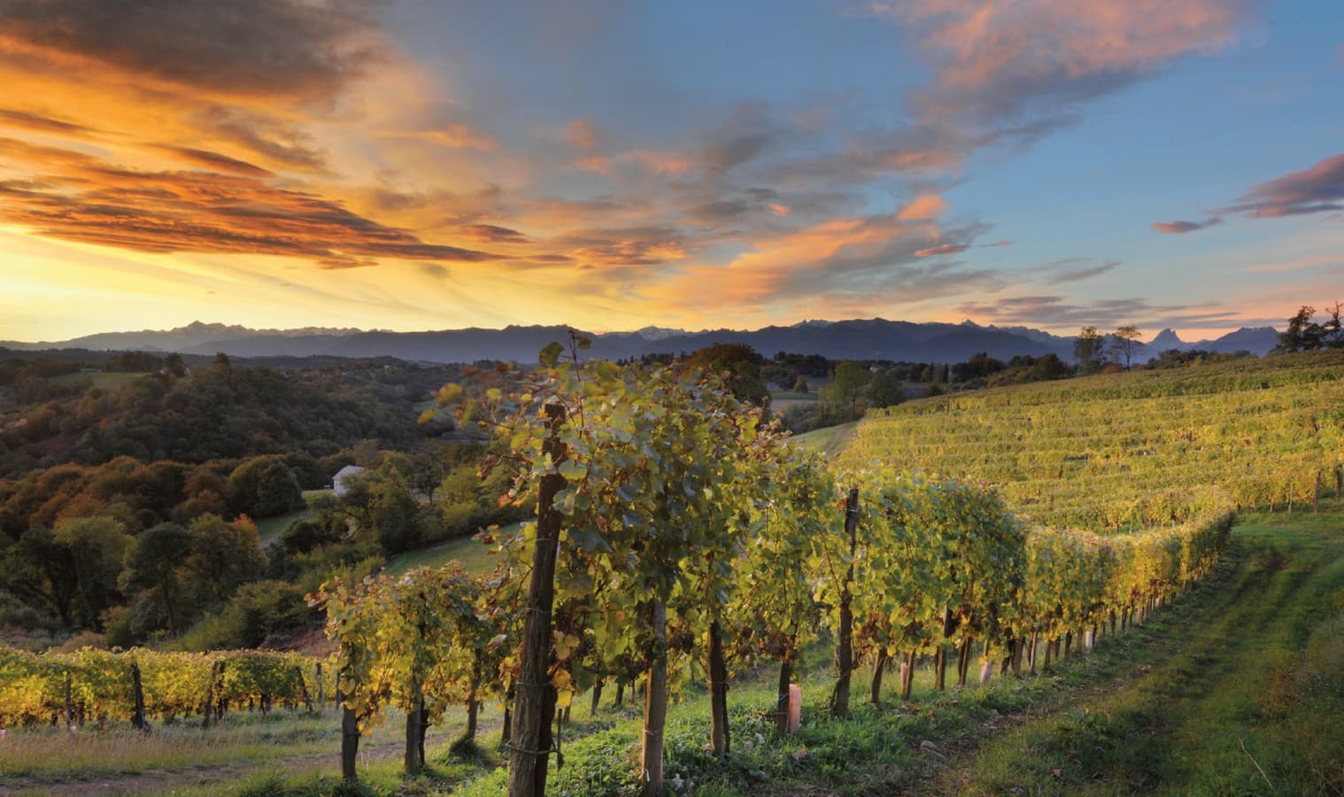 Camin larredya - Chapelle de Rousse - les vignes