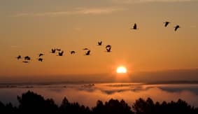 vol grues