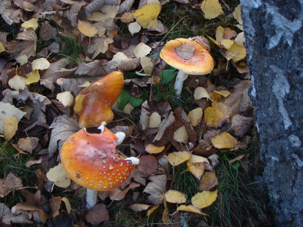 Forêt domaniale de Vouillé-Saint-Hilaire_6