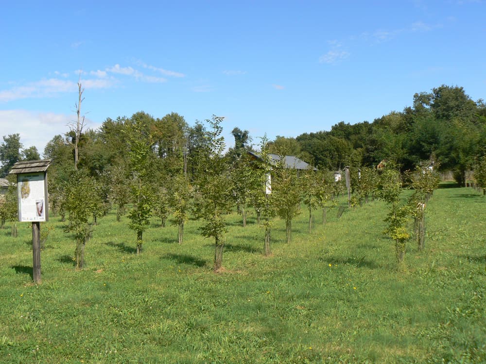 Arboretum_2
