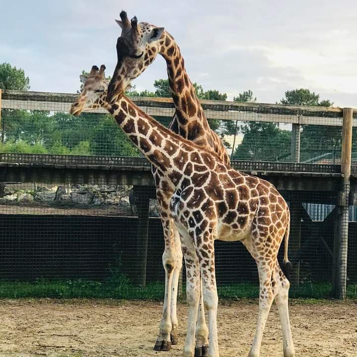 zoo du bassin d'arcachon 3