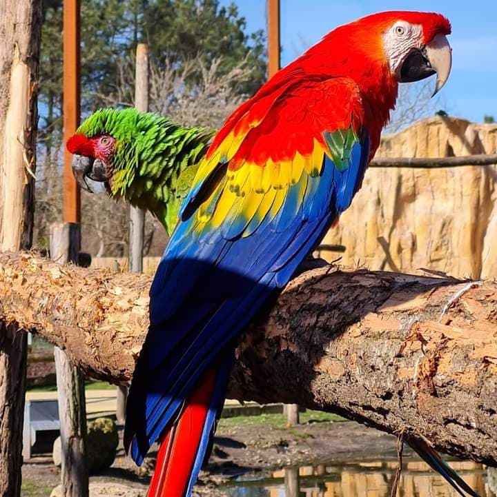 zoo du bassin d'arcachon 7
