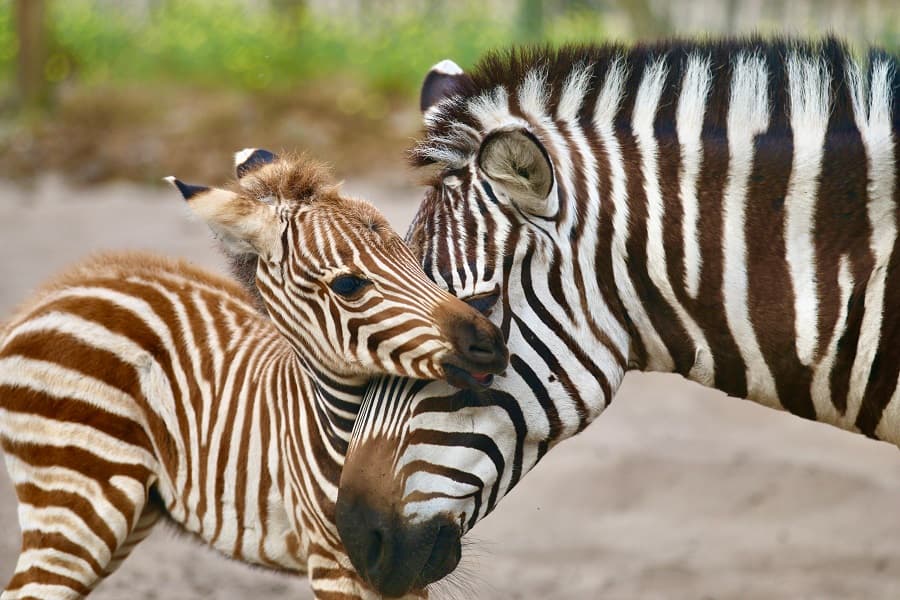 zoo-labenne-bb-zebre