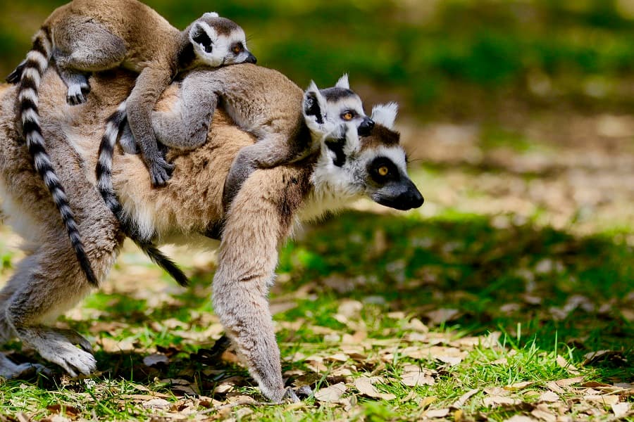 zoo-labenne-lemurien-bb-0519