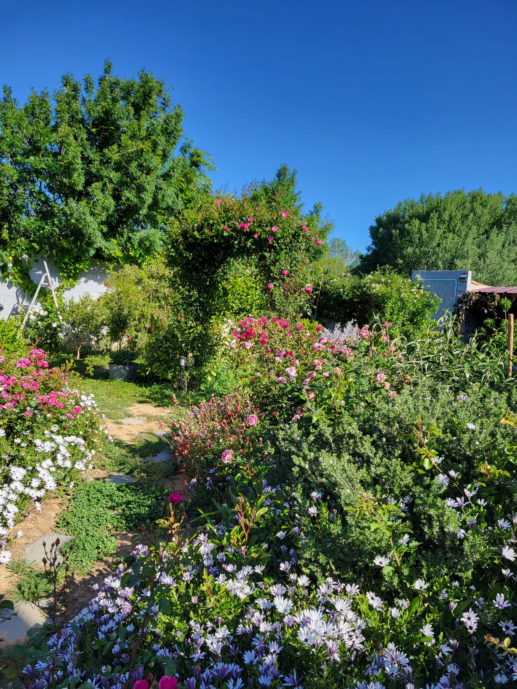 Aspres Thuir La Maison des Roses