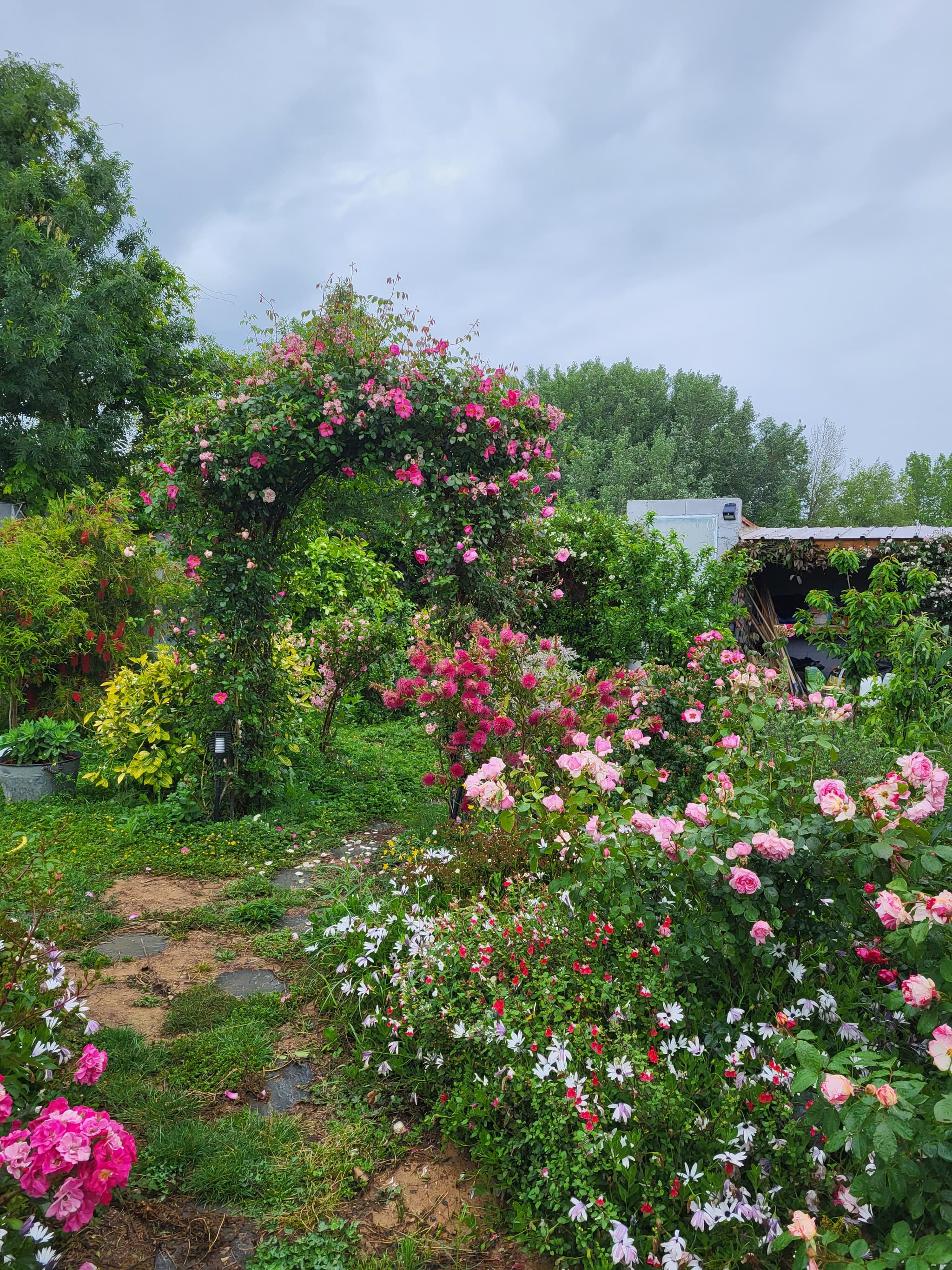 Aspres Thuir La Maison des Roses