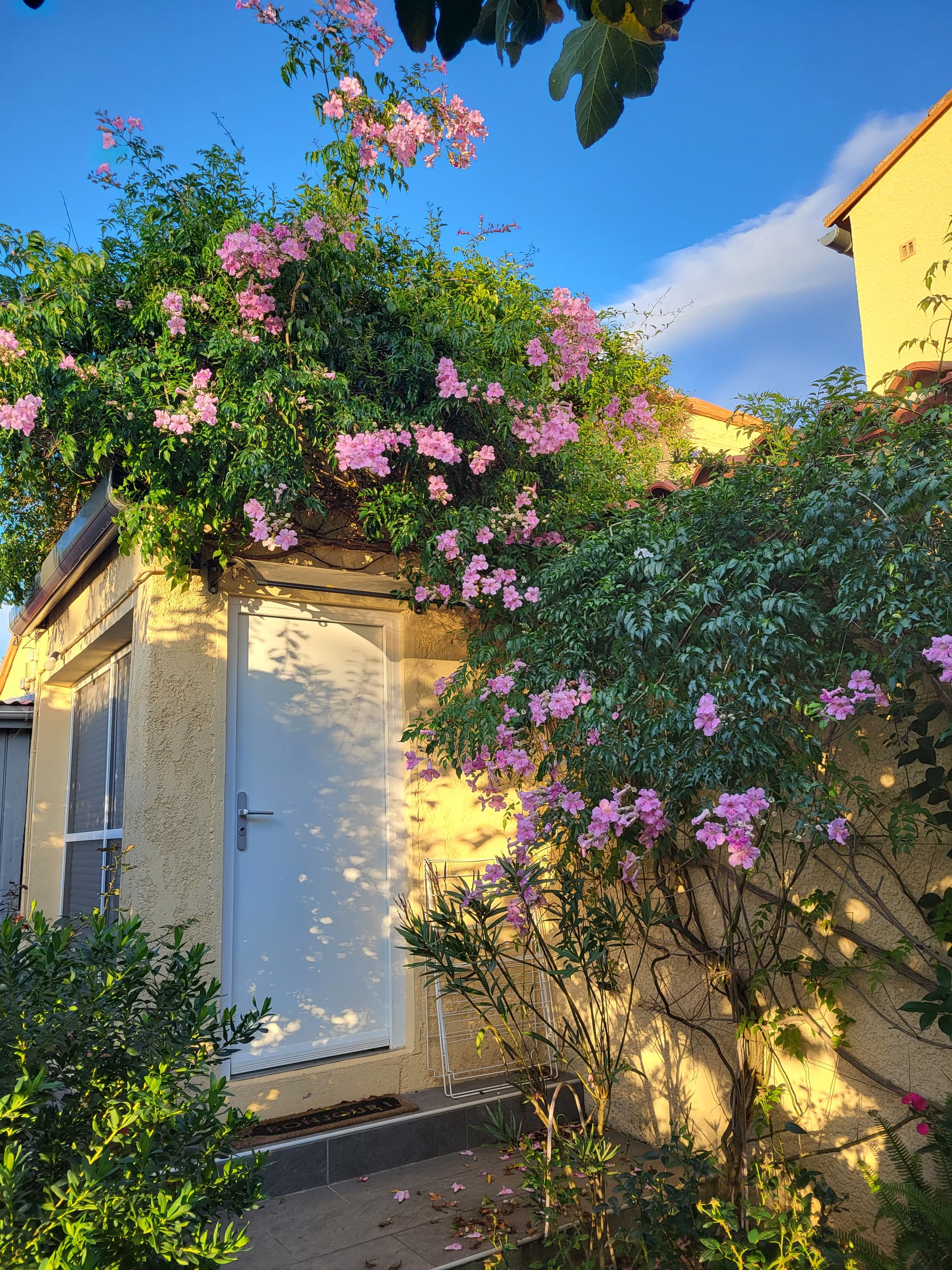 Aspres Thuir La Maison des Roses
