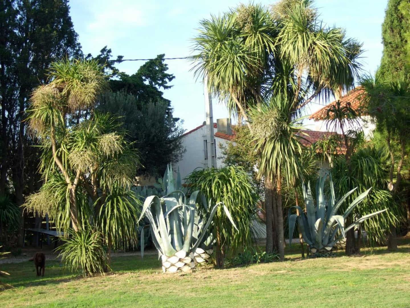 Le yucca_19