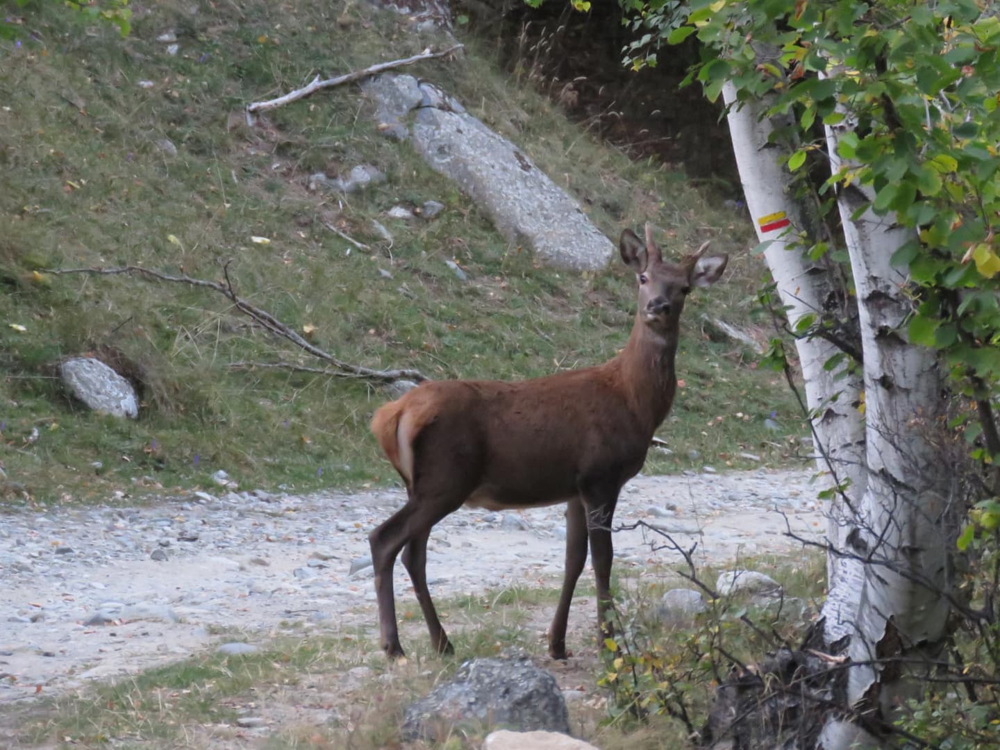 Le cerf_24
