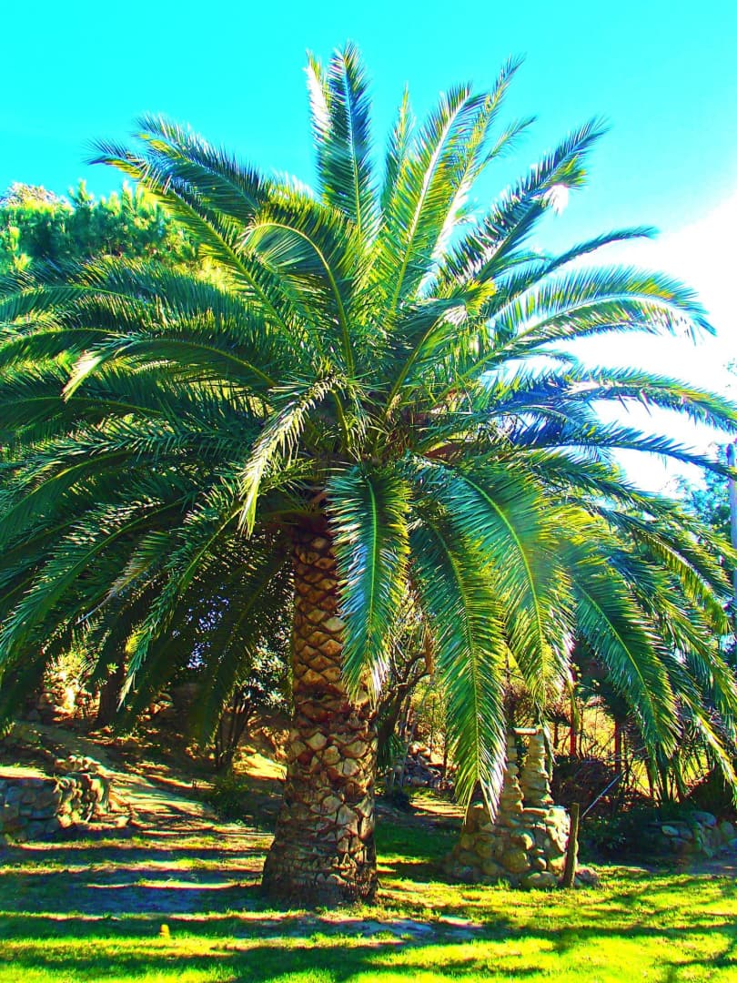 Gites de la Tour Pujol - El canigo_18